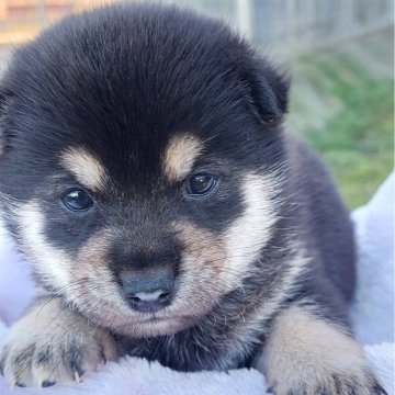 柴犬(豆柴)【熊本県・男の子・2024年10月4日・黒】の写真「食欲旺盛おおらかな男の子💕😊」