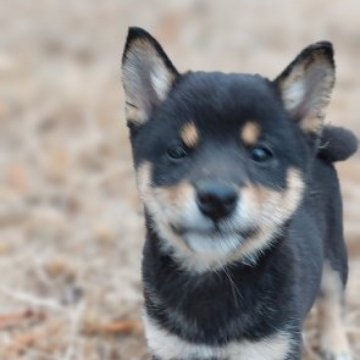 柴犬(豆柴)【熊本県・男の子・2023年10月29日・黒】の写真「目が大きくて　かわいい!!」