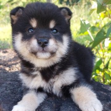 柴犬(豆柴)【熊本県・女の子・2024年4月3日・黒】の写真「目が大きくて　かわいい!!」