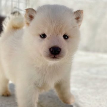 柴犬(豆柴)【熊本県・男の子・2023年9月20日・白】の写真「温厚で男らしくてかわいい!!」