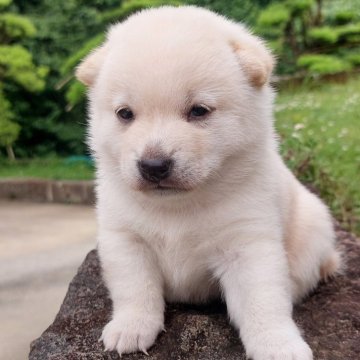 柴犬(豆柴)【熊本県・男の子・2024年5月23日・白】の写真「温厚で男らしくてかわいい!!♡💕❤️」