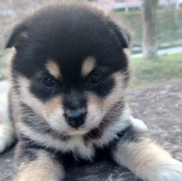 柴犬(豆柴)【熊本県・女の子・2024年1月17日・黒】の写真「顔立ちと色あいが可愛い♡❤️💕😘💕」