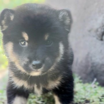 柴犬(豆柴)【熊本県・男の子・2024年4月3日・黒】の写真「おっとりしていて　かわいい!!💕❤️💕」