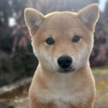 柴犬(豆柴)【熊本県・女の子・2023年9月25日・赤】の写真「目が大きくて愛らしくてかわいい💕😊女の子」