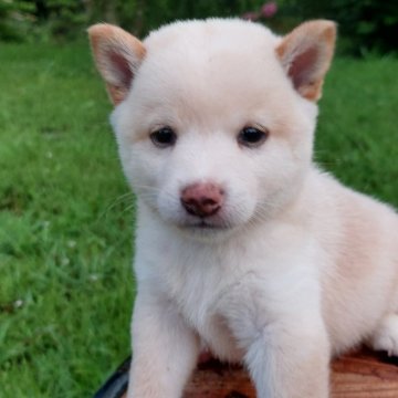 柴犬(豆柴)【熊本県・男の子・2023年6月24日・白】の写真「温厚で元気でかわいい!!」