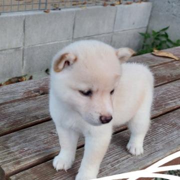 柴犬(豆柴)【熊本県・男の子・2022年6月18日・白】の写真「鼻が黒くてつぶらな瞳で愛きょうたっぷり」