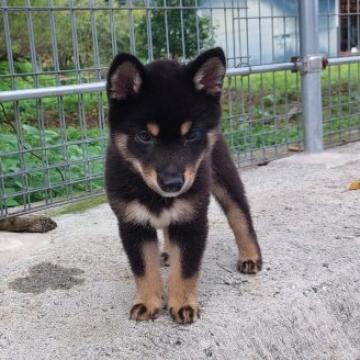 柴犬(豆柴)【熊本県・男の子・2022年6月20日・黒】の写真「温厚で男らしくてかわいい!!」