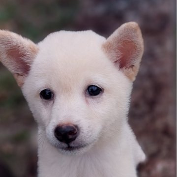 柴犬(豆柴)【熊本県・女の子・2024年7月26日・白】の写真「おとなしくて甘えんぼ💕💕💕」