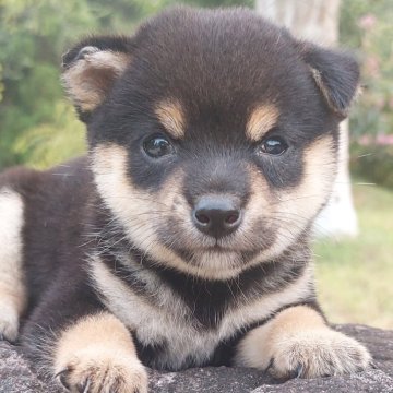 柴犬(豆柴)【熊本県・男の子・2024年7月26日・黒】の写真「目が大きくて　かわいい!!💕😊」