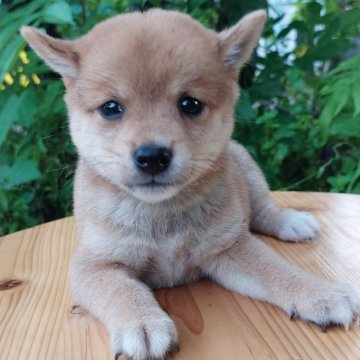 柴犬(豆柴)【熊本県・男の子・2023年6月19日・赤】の写真「目がかわいい!!」