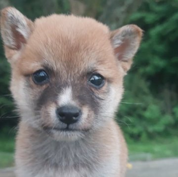 柴犬(豆柴)【熊本県・男の子・2024年3月31日・赤】の写真「小さくて愛らしい♡💕😊」