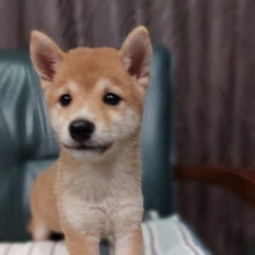 柴犬(豆柴)【熊本県・女の子・2023年7月20日・赤】の写真「目が大きくて　かわいい💕😊」