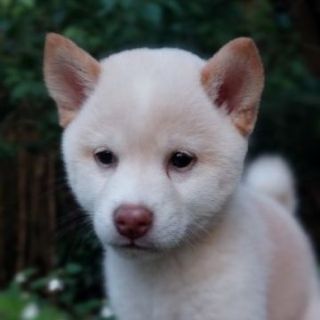 柴犬(豆柴)【熊本県・男の子・2023年4月3日・白】の写真「人なつっこくて　甘えん坊で可愛いい💕」