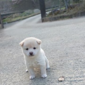 柴犬(豆柴)【熊本県・女の子・2024年1月17日・白】の写真「ムクムク丸くて可愛らしい💕❤️😊」