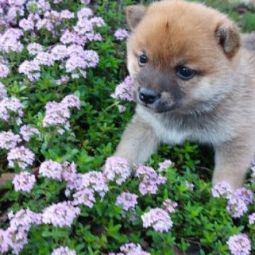 柴犬(豆柴)【熊本県・女の子・2023年3月5日・赤】の写真「目が大きくて　かわいい!!」