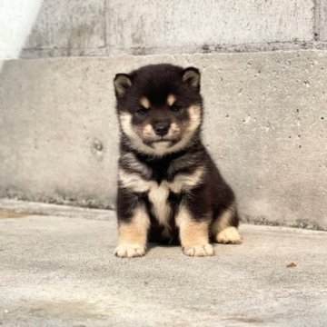 柴犬(豆柴)【熊本県・女の子・2023年9月20日・黒】の写真「人なつっこくて　甘えん坊で可愛いい💕」