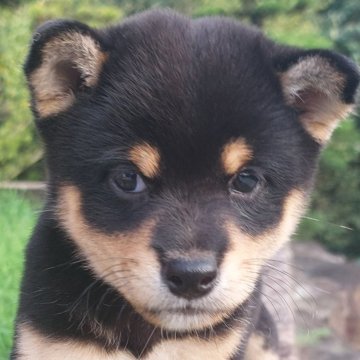 柴犬(豆柴)【熊本県・男の子・2024年7月13日・黒】の写真「おっとりタイプのハンサム😊💕💕」