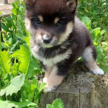 柴犬(豆柴)【熊本県・女の子・2023年2月22日・黒】の写真「人なつっこくて　甘えん坊」