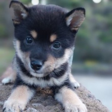 柴犬(豆柴)【熊本県・男の子・2023年10月10日・黒】の写真「元気で目が可愛いい💕💕男の子」