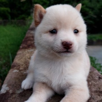 柴犬(豆柴)【熊本県・女の子・2023年6月24日・白】の写真「元気なお茶目さん」