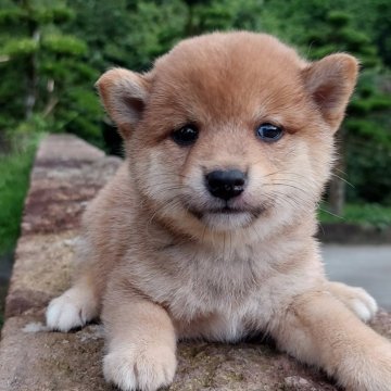 柴犬(豆柴)【熊本県・男の子・2023年6月24日・赤】の写真「温厚でかわいい!!」