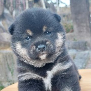 柴犬(豆柴)【熊本県・女の子・2024年1月17日・黒】の写真「元気でたくましい♡💕❤️😊」