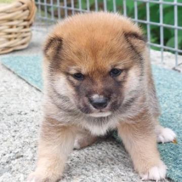 柴犬(豆柴)【熊本県・男の子・2022年8月20日・赤】の写真「幼いのに動きが良くて元気良い」