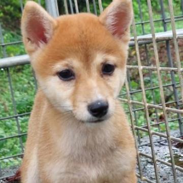 柴犬(豆柴)【熊本県・女の子・2022年6月7日・赤】の写真「元気なお茶目さん」