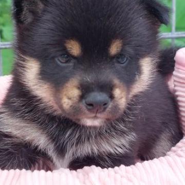 柴犬(豆柴)【熊本県・男の子・2022年8月16日・黒】の写真「温厚で男らしくてかわいい!!」