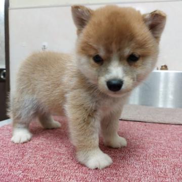 柴犬(豆柴)【熊本県・男の子・2022年10月19日・赤】の写真「目が大きくて　かわいい!!」