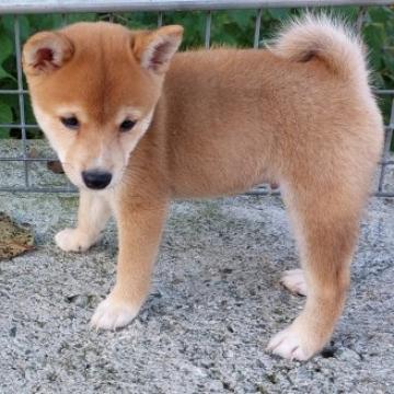 柴犬(豆柴)【熊本県・男の子・2022年8月16日・赤】の写真「温厚で男らしくてかわいい!!」