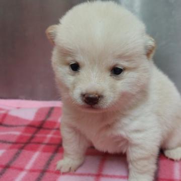 柴犬(豆柴)【熊本県・女の子・2022年11月19日・白】の写真「幼いのに動きが良くて元気良い」