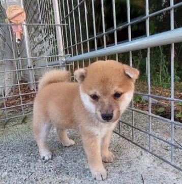 柴犬(豆柴)【熊本県・男の子・2022年7月7日・赤】の写真「目が大きくて　かわいい!!」