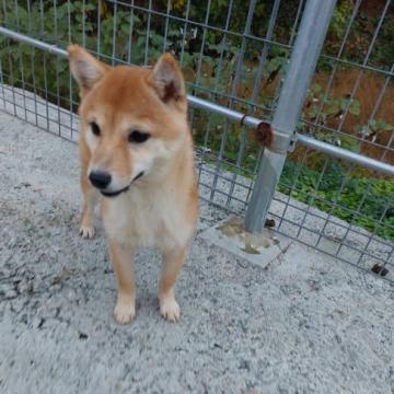 柴犬(豆柴)【熊本県・男の子・2022年8月20日・赤】の写真「人なつっこくて　甘えん坊」