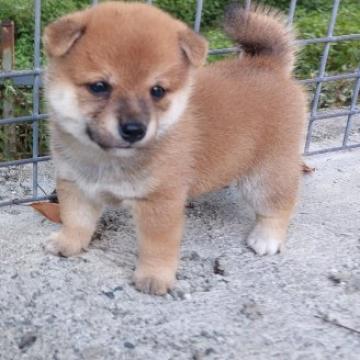 柴犬(豆柴)【熊本県・男の子・2022年7月7日・赤】の写真「人なつっこくて　甘えん坊」