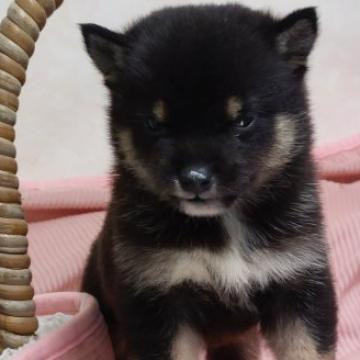 柴犬(豆柴)【熊本県・男の子・2022年7月25日・黒】の写真「温厚で男らしくてかわいい!!」