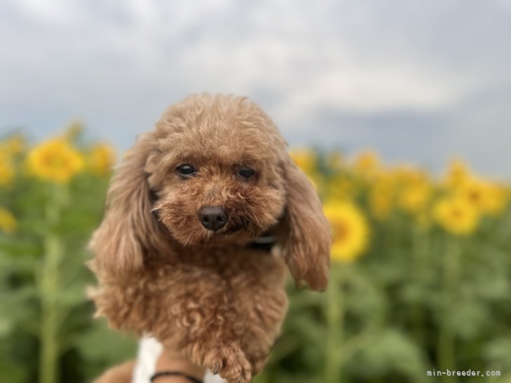 看板犬(ペット)のチャチャ🐶見学途中で出現するかも？！｜濱田　美波(はまだ　みなみ)ブリーダー(千葉県・JKC登録)の紹介写真2