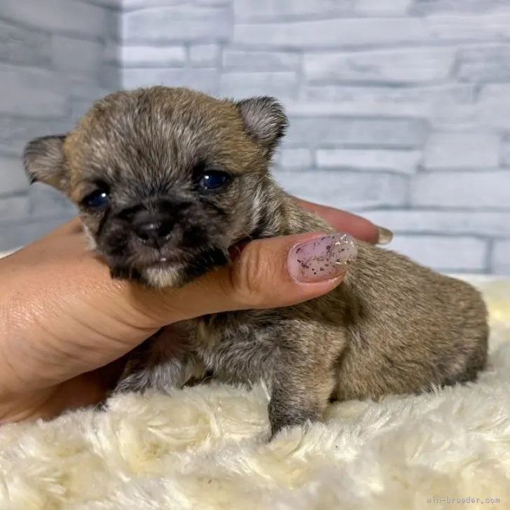 ひろことびわ 様のお迎えした子犬