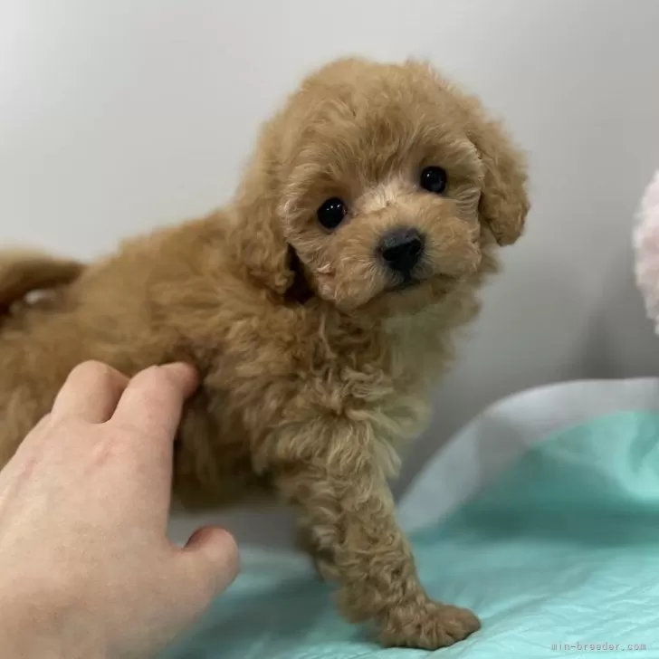 イカラシ 様のお迎えした子犬