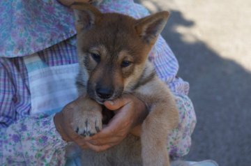 四国犬【千葉県・男の子・2021年7月4日・赤胡麻】の写真「性格良く元気な四国犬」