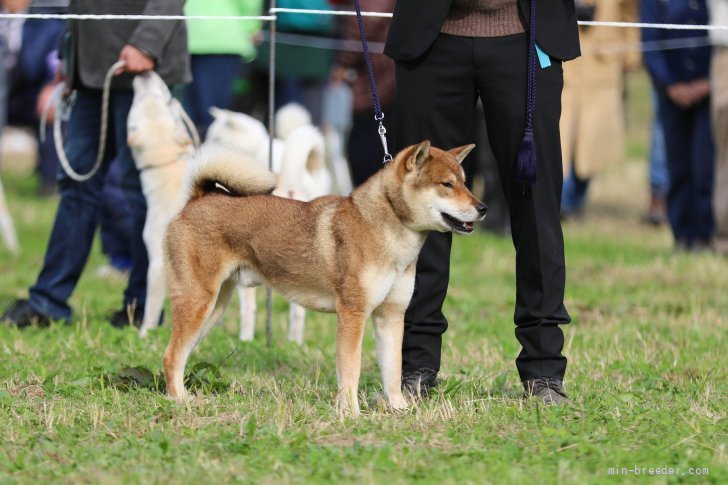 加藤　茂(かとう　しげる)ブリーダー(千葉県・四国犬など・日本犬保存会登録)の紹介写真3