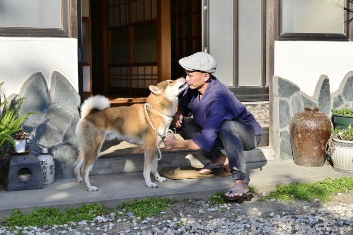 加藤　茂(かとう　しげる)ブリーダー(千葉県・四国犬など・日本犬保存会登録)の紹介写真6