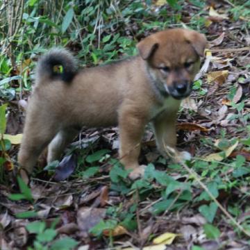 四国犬【千葉県・男の子・2022年7月17日・赤胡麻】の写真「日本犬の中で一番数が少ない元気な四国犬男の子」