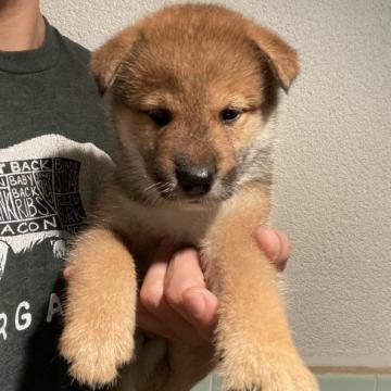 四国犬【千葉県・女の子・2022年7月17日・赤胡麻】の写真「日本犬の中で一番数が少ない元気な四国犬女の子」