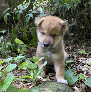 四国犬【千葉県・男の子・2022年7月17日・赤胡麻】の写真「日本犬の中で一番数が少ない元気な四国犬男の子」