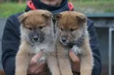 四国犬【千葉県・男の子・2021年10月26日・赤胡麻】の写真2