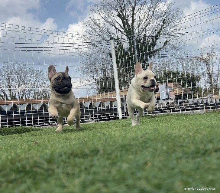 古原篤史ブリーダーのブログ：仔犬の日常