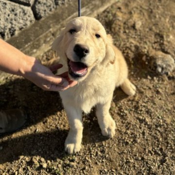 ゴールデンレトリバー【岡山県・男の子・2024年7月19日・ゴールド】の写真「黄色リボン君🟡」