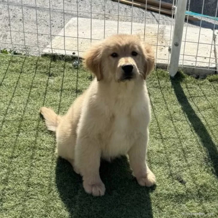 ゆか 様のお迎えした子犬