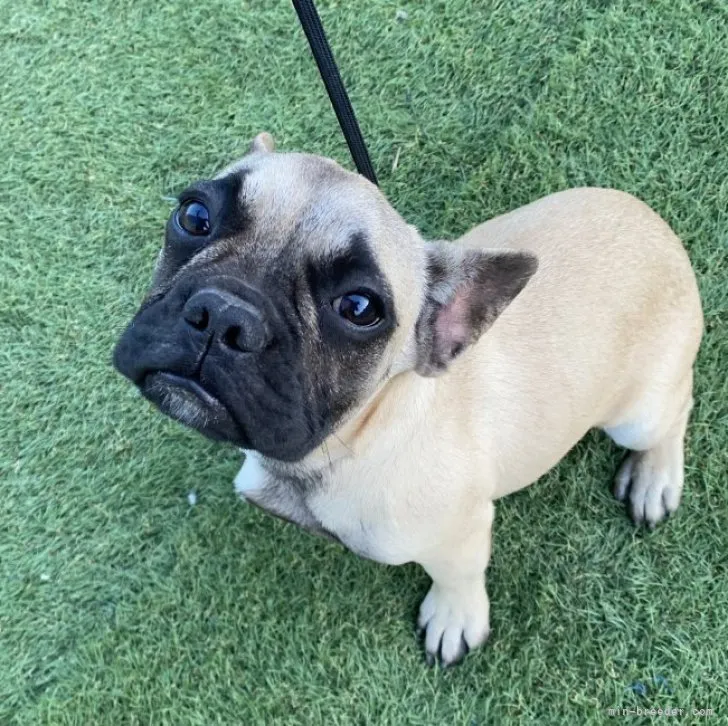 もり 様のお迎えした子犬